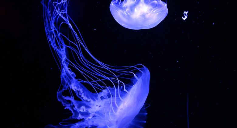 Aquarium-Leuchten kaufen