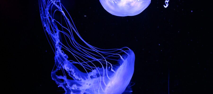 Aquarium-Leuchten kaufen